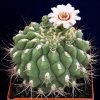Gymnocalycium_2